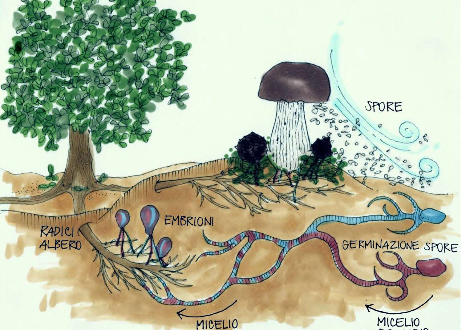 Iniziativa a cura del Gruppo micologico padernese, Associazione micologica Bresadola e con il patrocinio della Città di Paderno Dugnano.